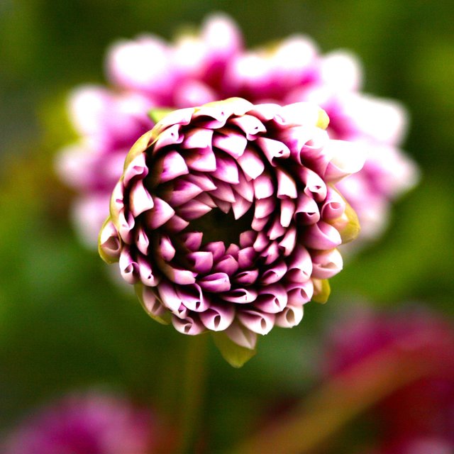 Dialectic Flowers - Oblique Strategies (2015) [FLAC]